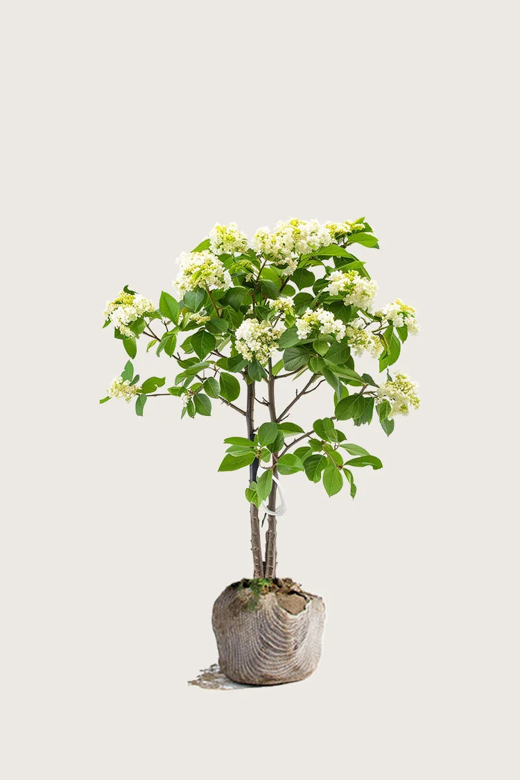 Ruotsinpihlaja 80cm Hyvin tuuhea | Plantinavia