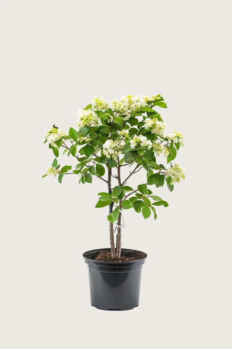 Ruotsinpihlaja 40cm Hyvin tuuhea | Plantinavia