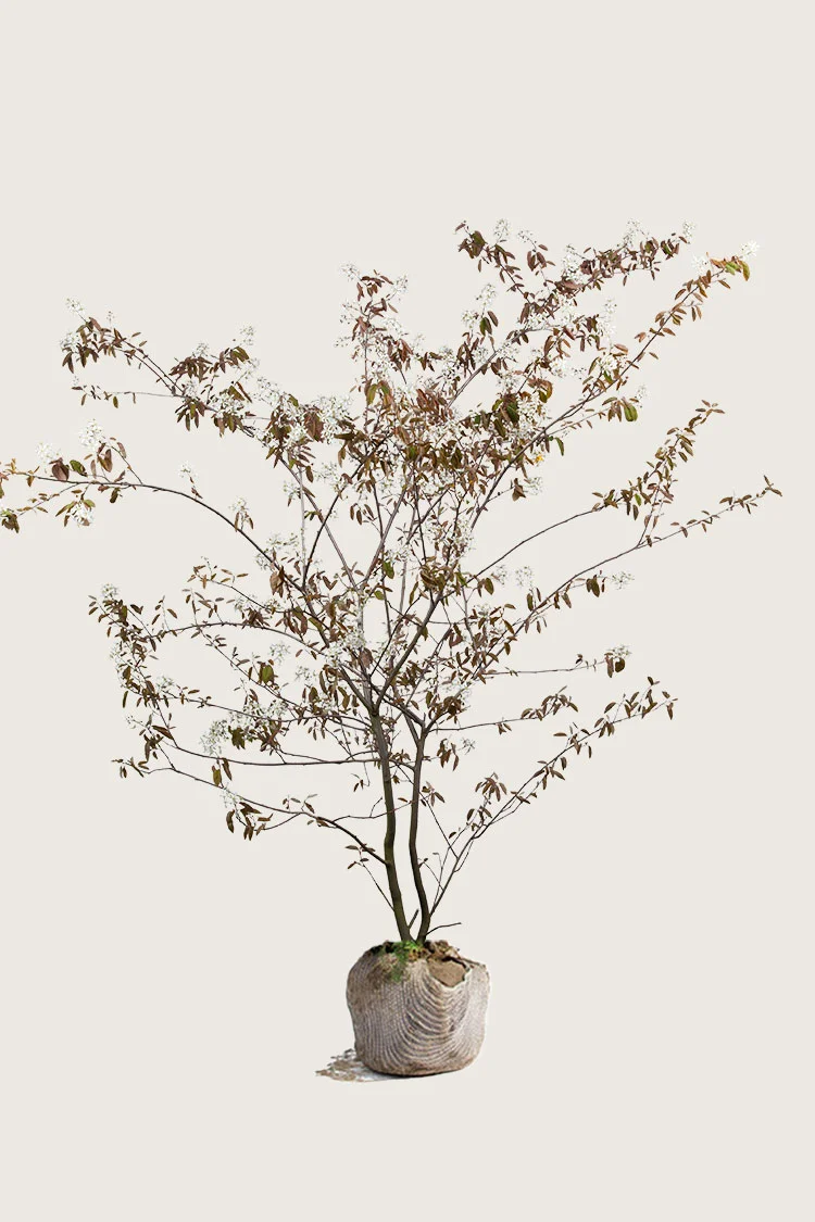 Rusotuomipihlaja 100cm Hyvin tuuhea | Plantinavia