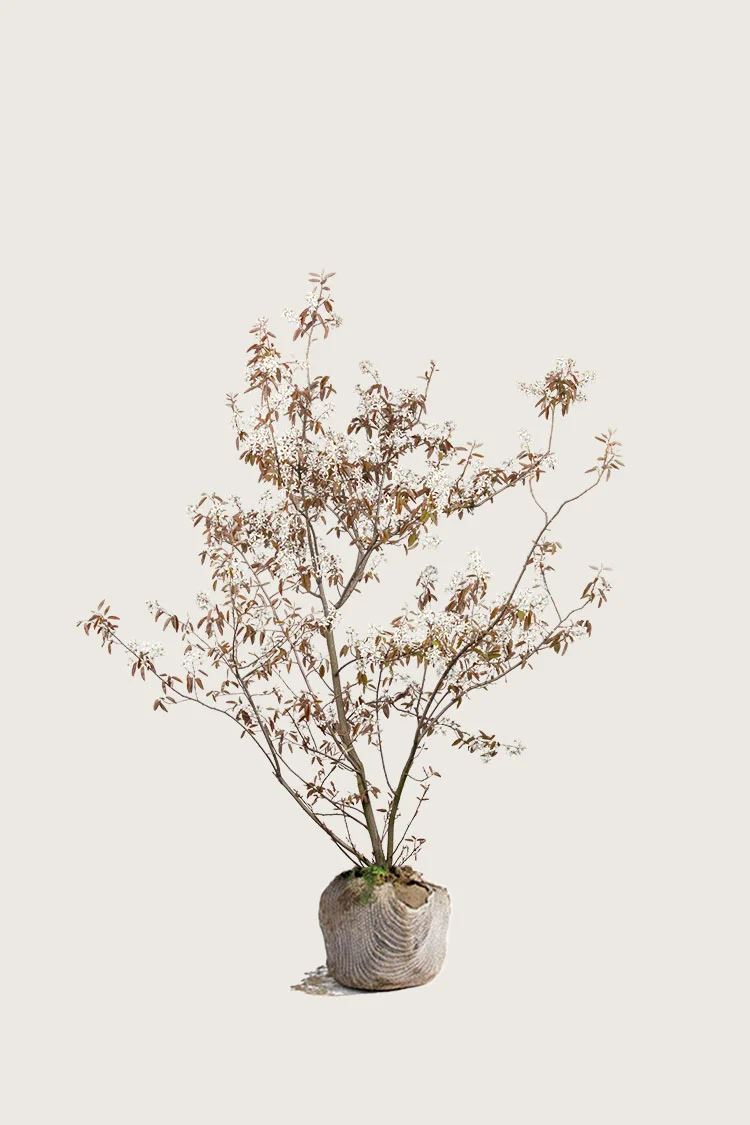 Rusotuomipihlaja 80cm Hyvin tuuhea | Plantinavia