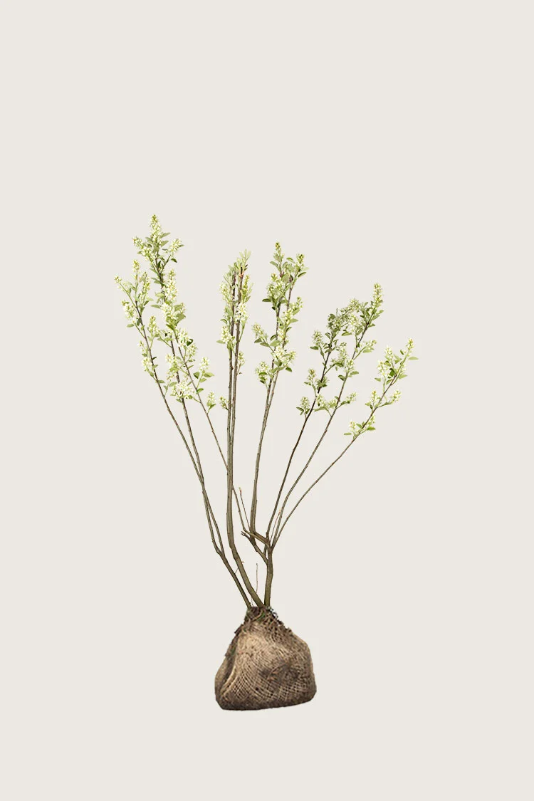 Rusotuomipihlaja 80cm Tuuhea | Plantinavia
