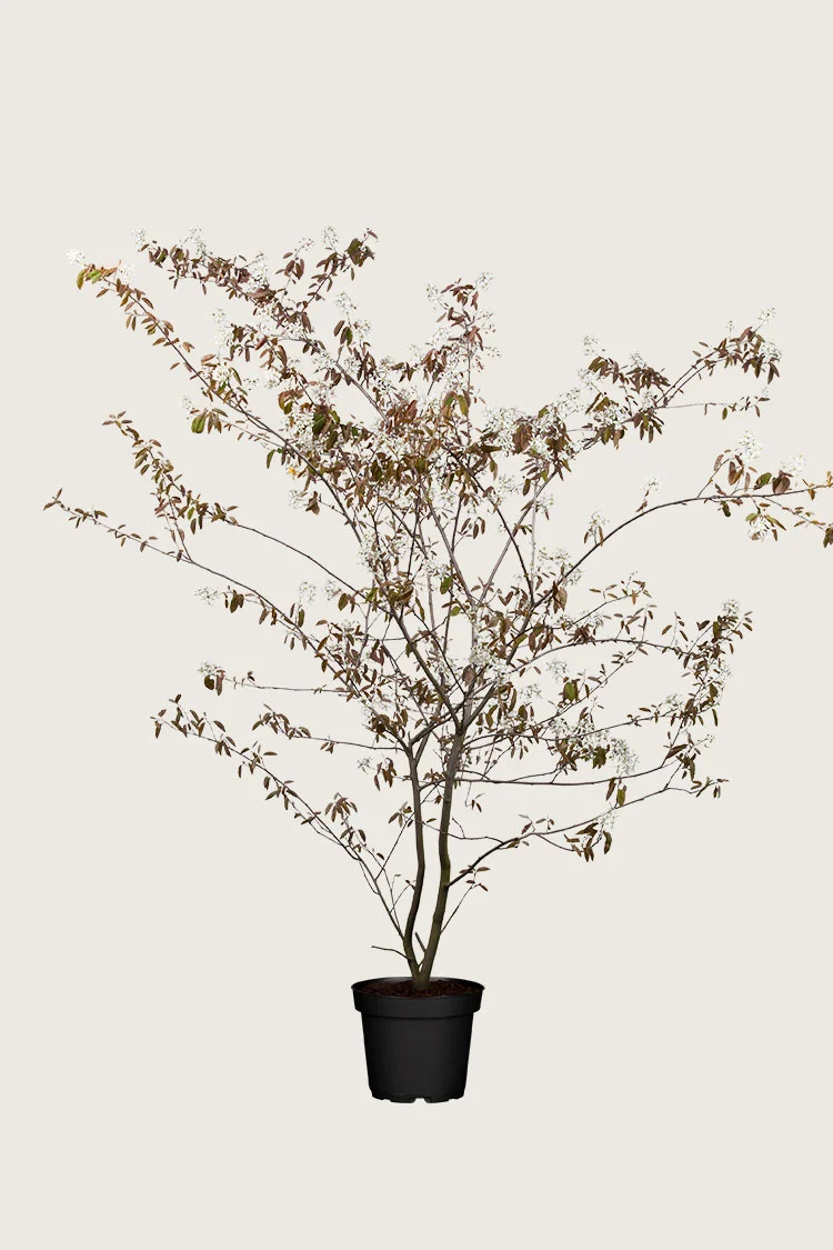Rusotuomipihlaja 125cm Hyvin tuuhea | Plantinavia