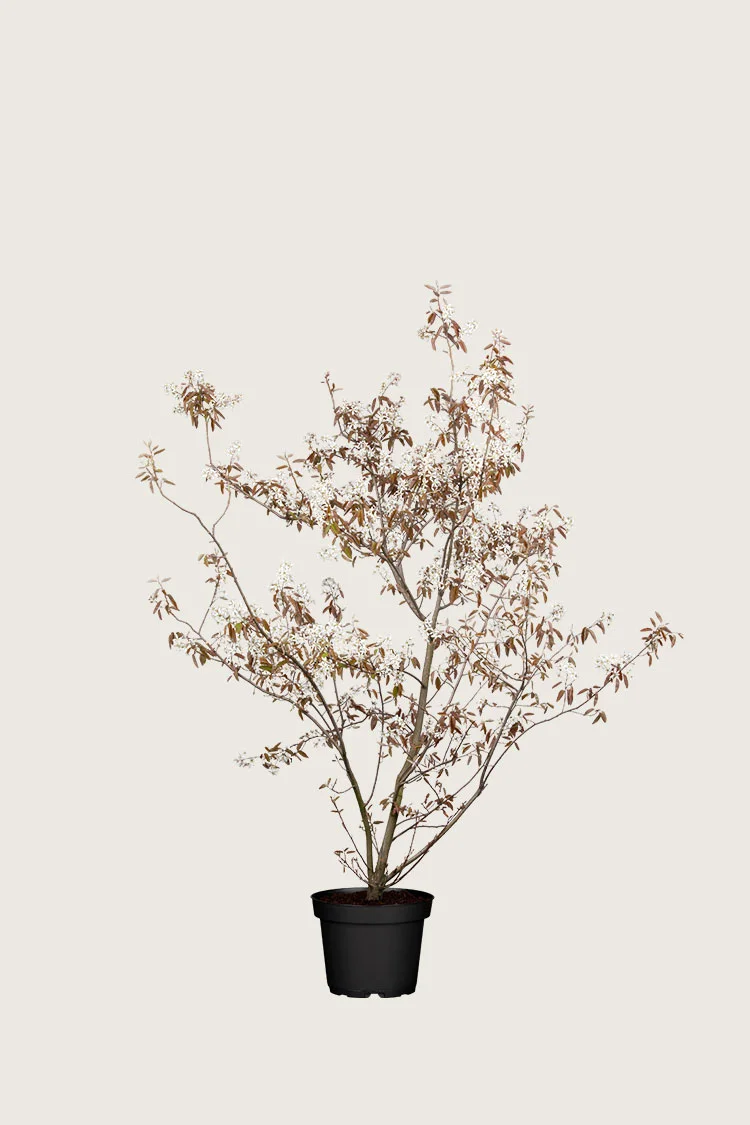 Rusotuomipihlaja 40cm Hyvin tuuhea | Plantinavia