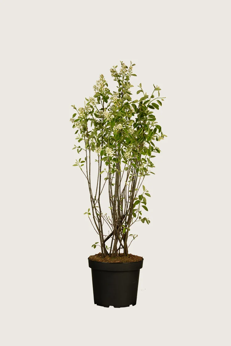 Rusotuomipihlaja 150cm Tuuhea | Plantinavia