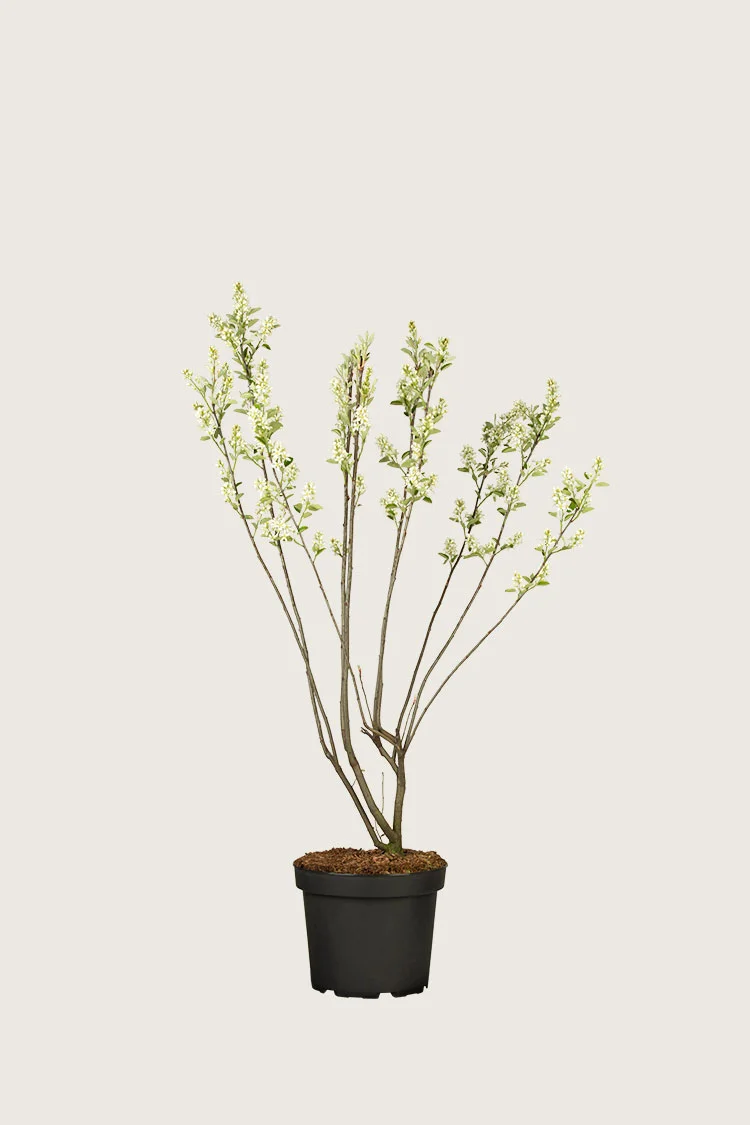Rusotuomipihlaja 60cm Tuuhea | Plantinavia