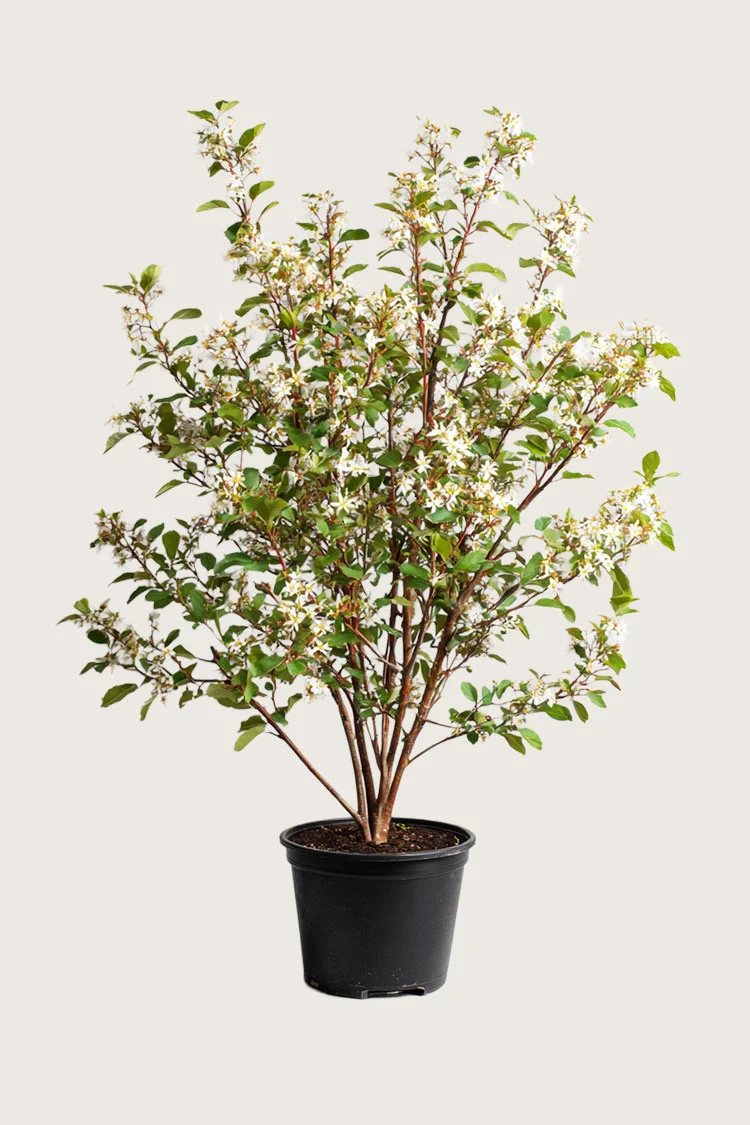 Rusotuomipihlaja 200cm Hyvin tuuhea | Plantinavia