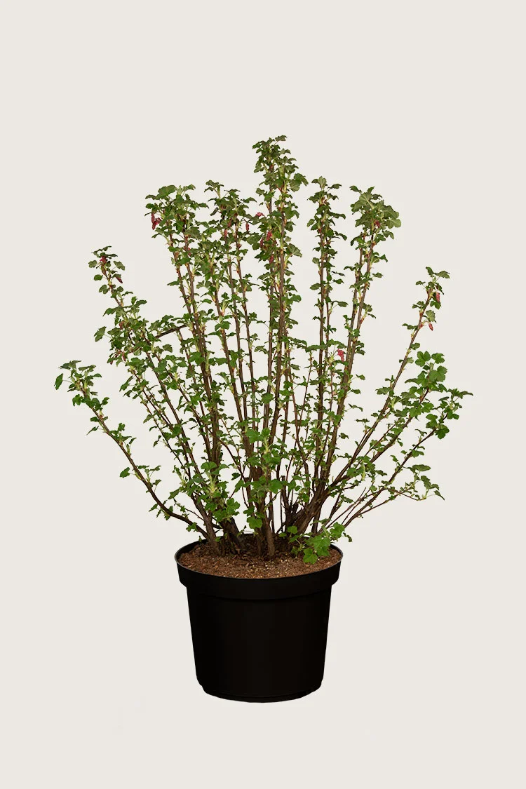 Ruusuherukka 125cm Hyvin tuuhea | Plantinavia