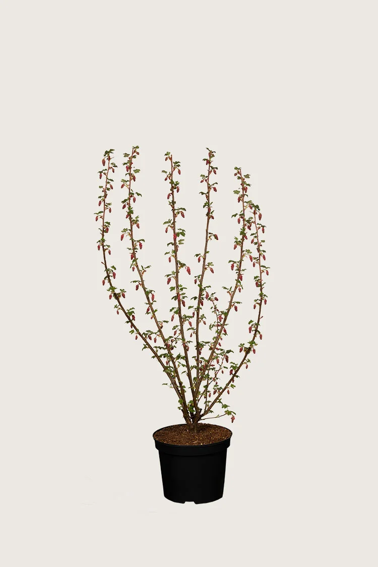 Ruusuherukka 60cm Hyvin tuuhea | Plantinavia