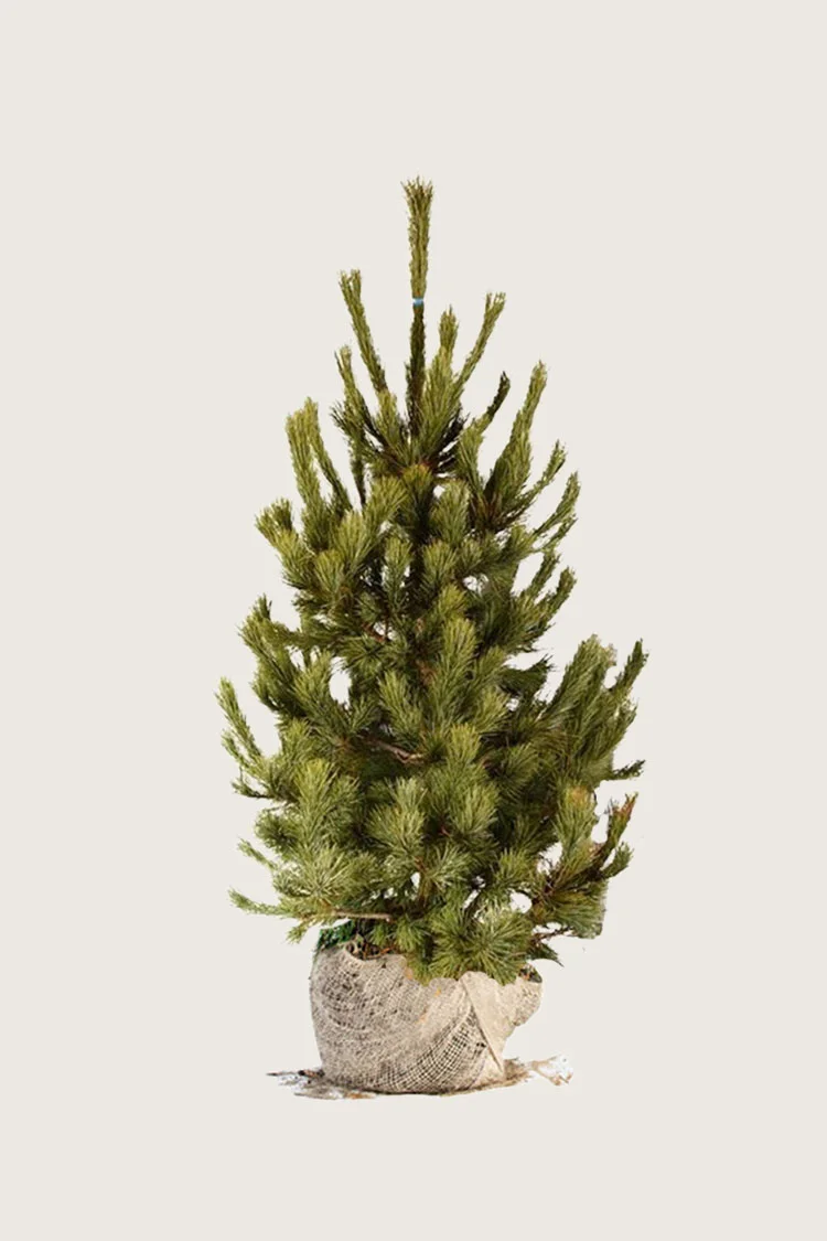 Sembramänty 100cm Hyvin tuuhea | Plantinavia