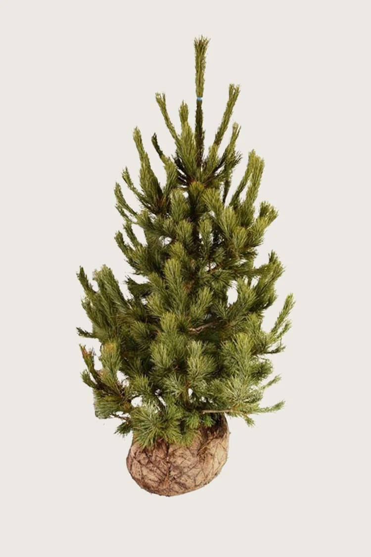 Sembramänty 250cm Hyvin tuuhea | Plantinavia