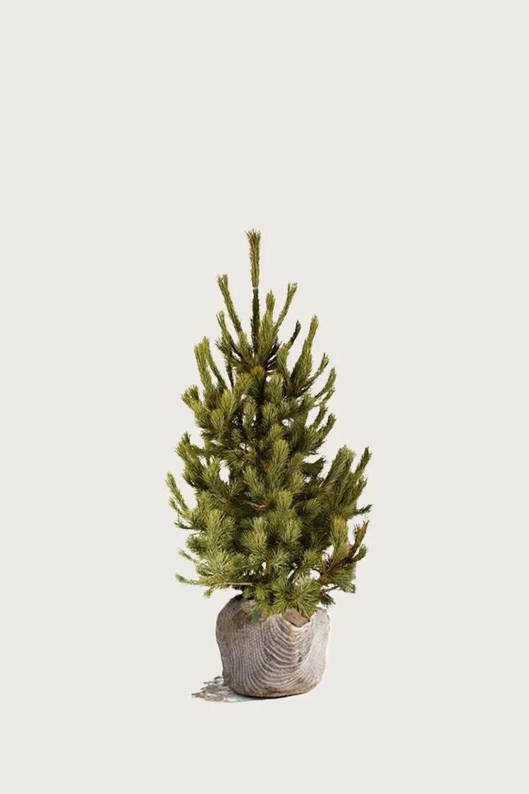 Sembramänty 80cm Hyvin tuuhea | Plantinavia