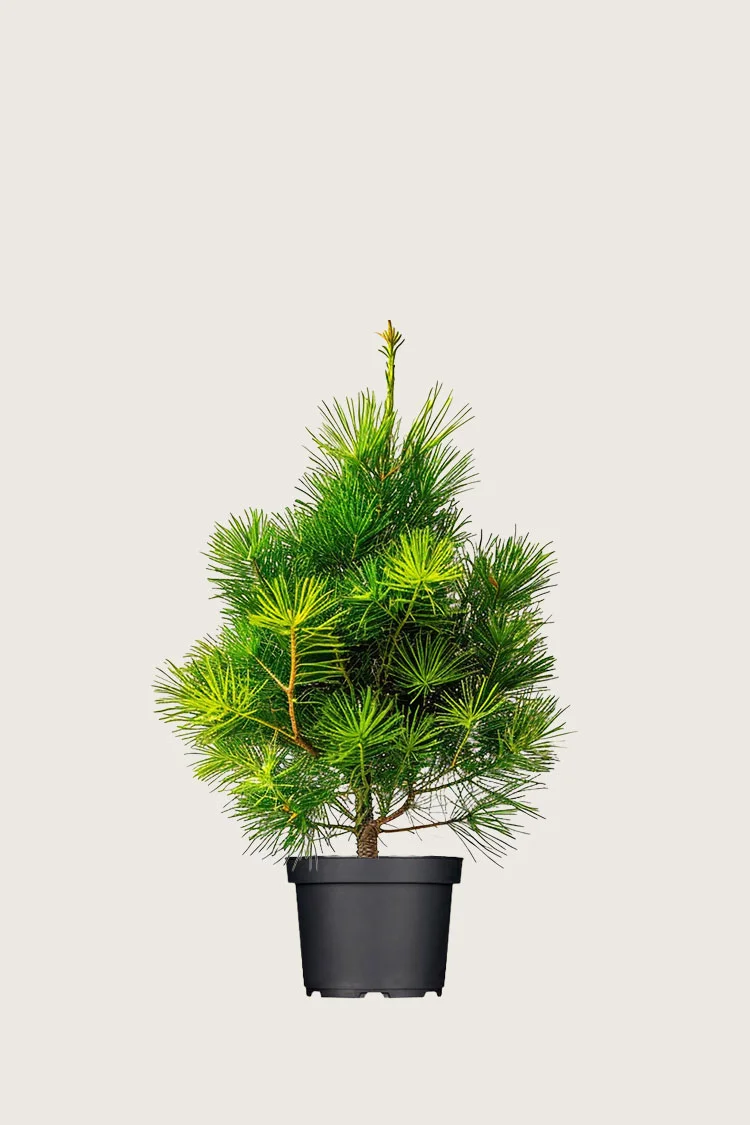 Sembramänty 100cm Hyvin tuuhea | Plantinavia