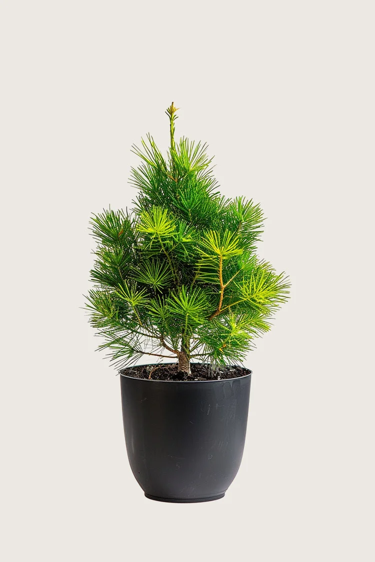 Sembramänty 125cm Hyvin tuuhea | Plantinavia