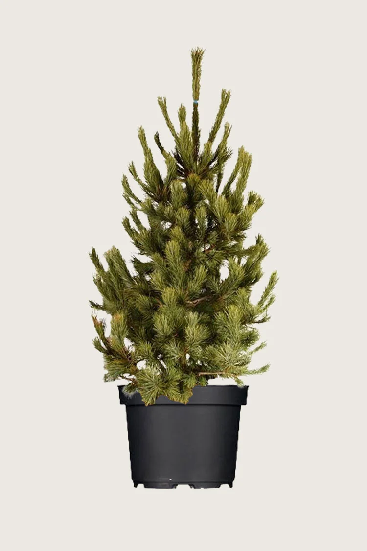 Sembramänty 200cm Hyvin tuuhea | Plantinavia