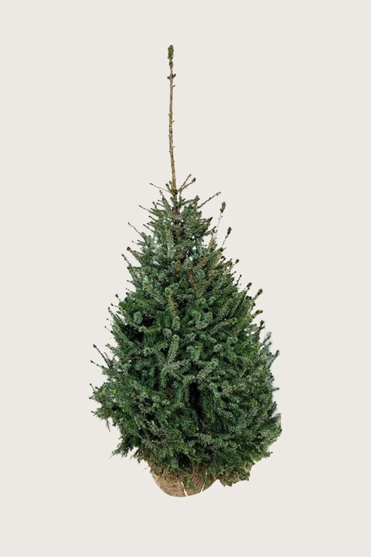 Serbiankuusi 125cm Hyvin tuuhea | Plantinavia