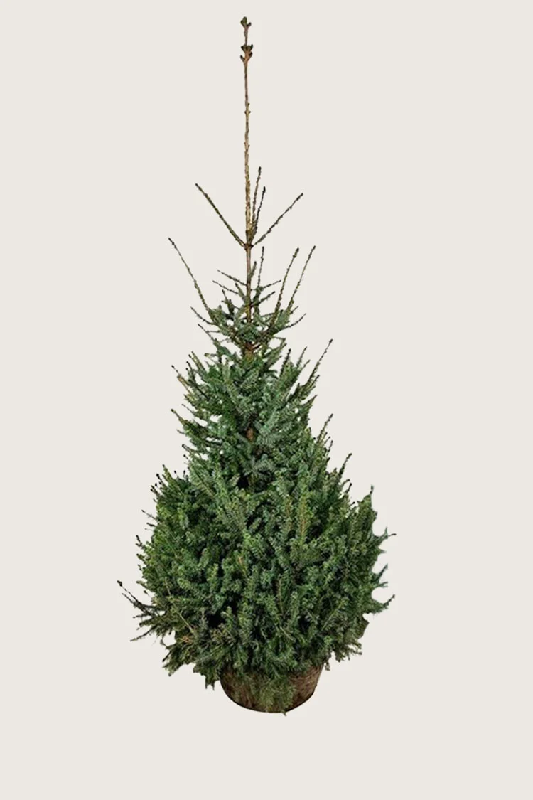 Serbiankuusi 350cm Hyvin tuuhea | Plantinavia