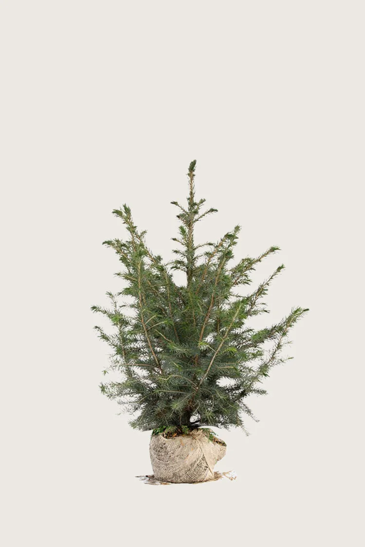 Serbiankuusi 80cm Hyvin tuuhea | Plantinavia