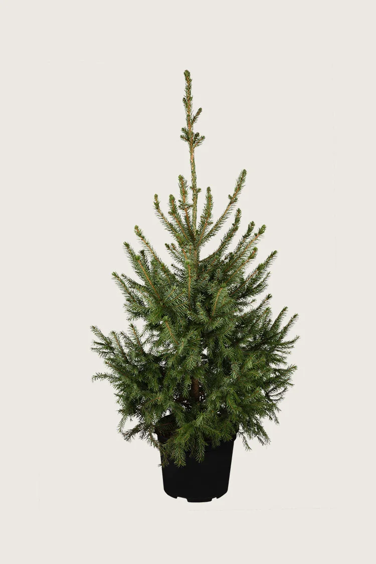 Serbiankuusi 150cm Hyvin tuuhea | Plantinavia