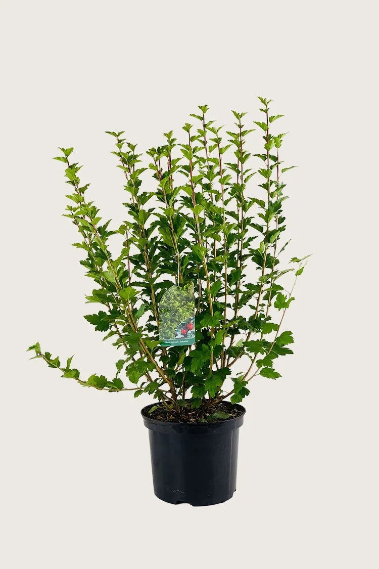 Taikinamarja 100cm Tuuhea | Plantinavia