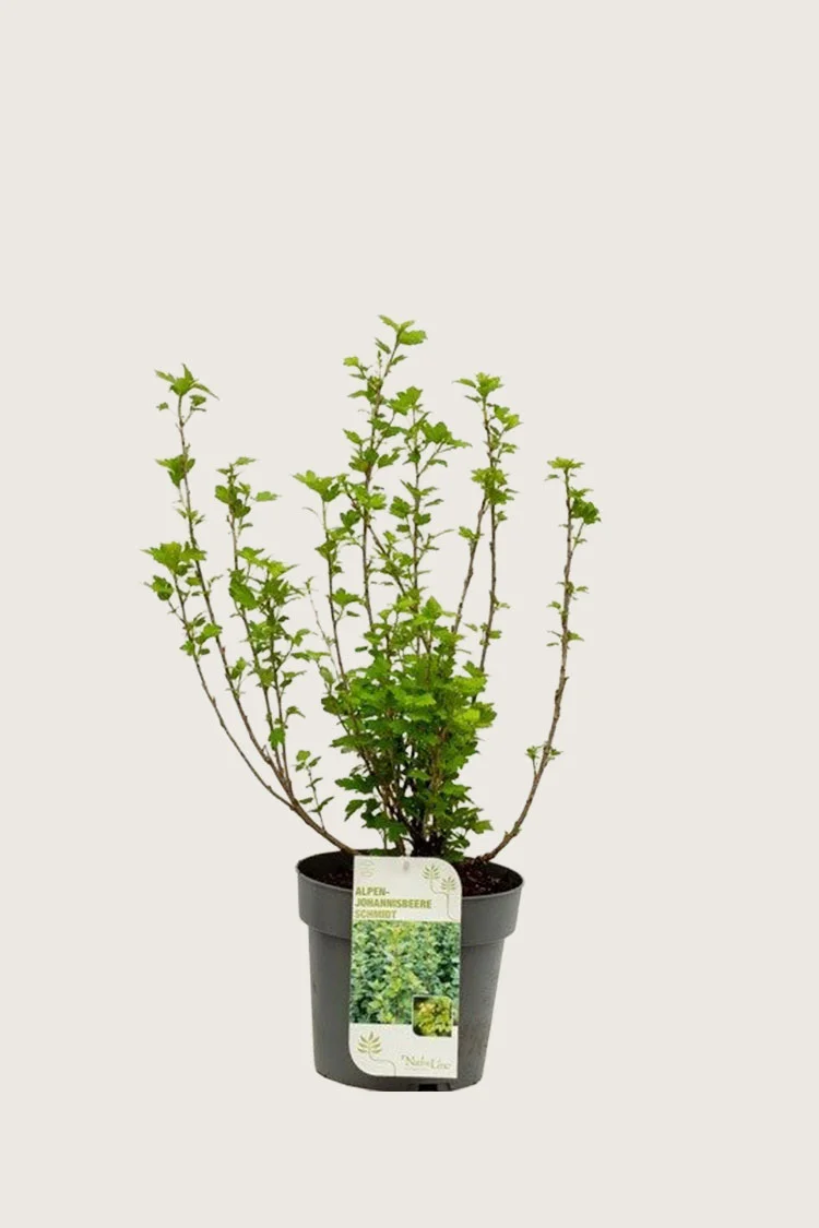 Taikinamarja 60cm Tuuhea | Plantinavia