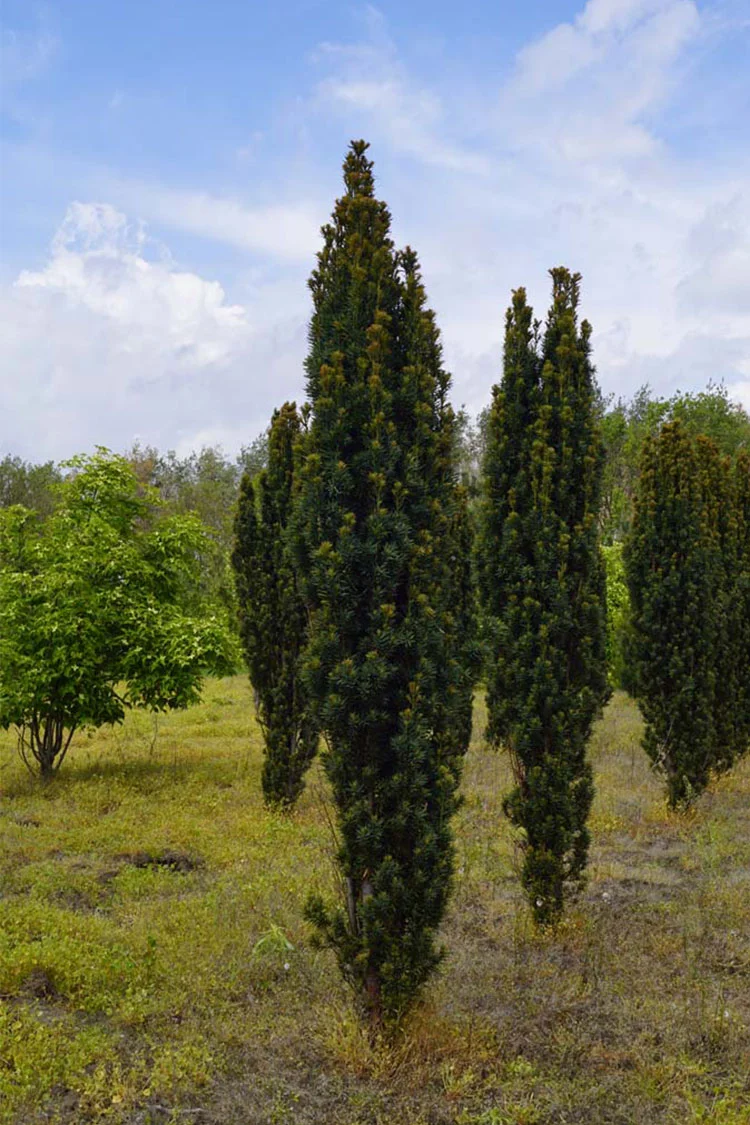 Pylväsmarjakuusi Fastigiata Robusta