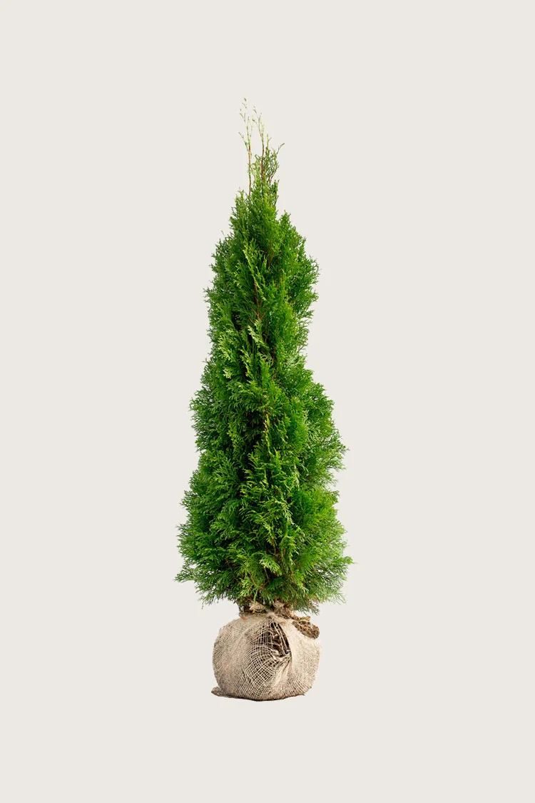 Timanttituija 125cm Hyvin tuuhea | Plantinavia