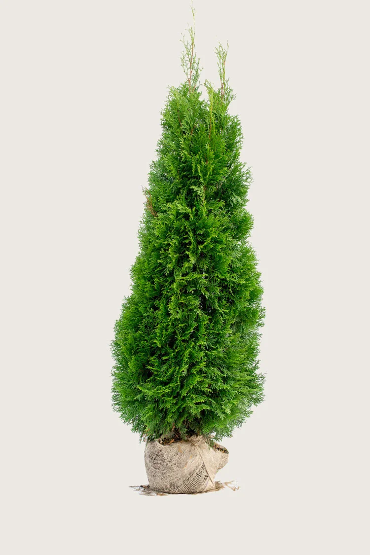 Timanttituija 200cm Hyvin tuuhea | Plantinavia