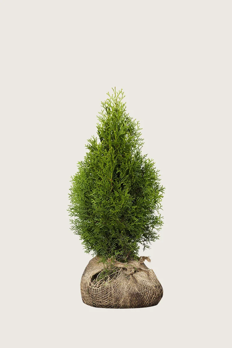 Timanttituija 40cm Hyvin tuuhea | Plantinavia