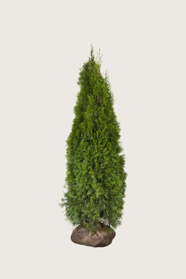 Timanttituija 100cm Tuuhea | Plantinavia