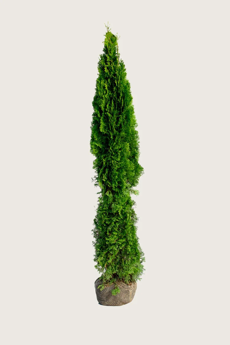 Timanttituija 200cm Tuuhea | Plantinavia