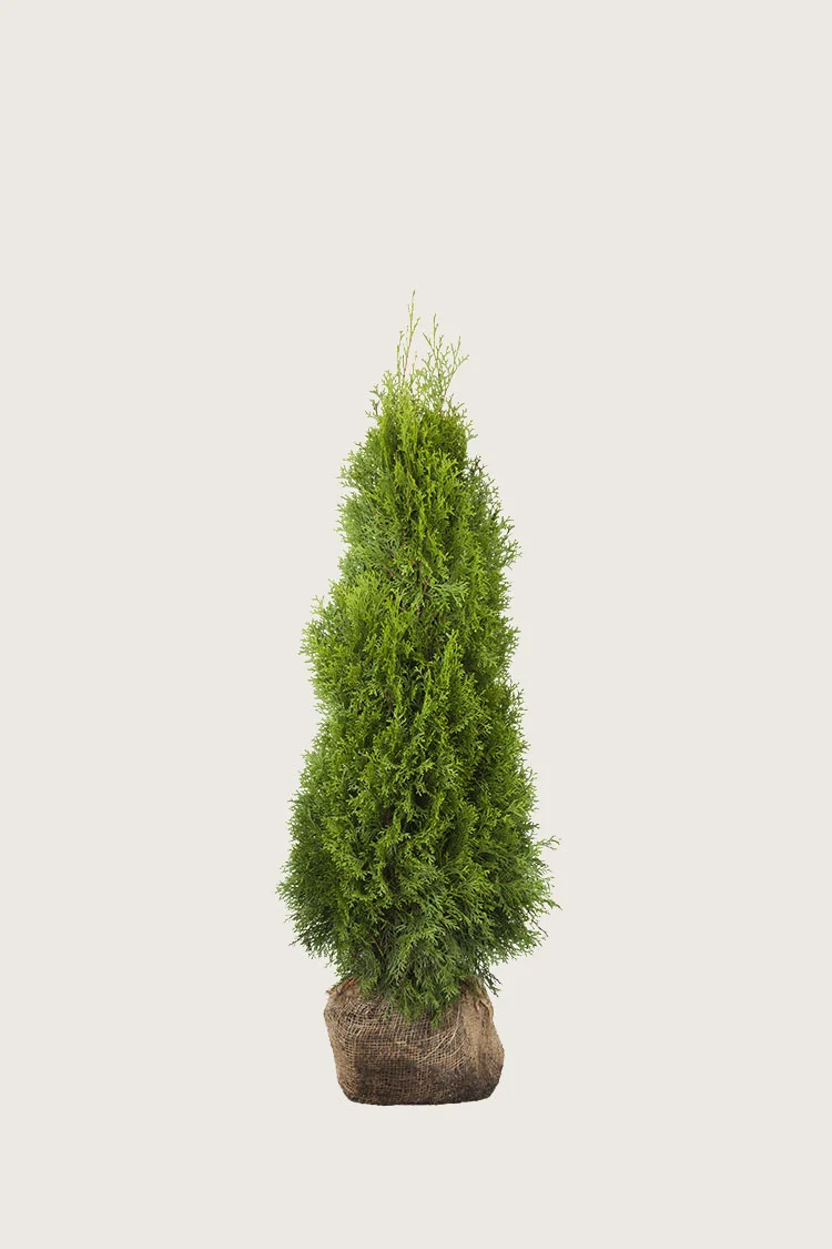 Timanttituija 60cm Tuuhea | Plantinavia