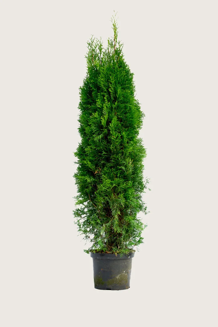 Timanttituija 300cm Hyvin tuuhea | Plantinavia