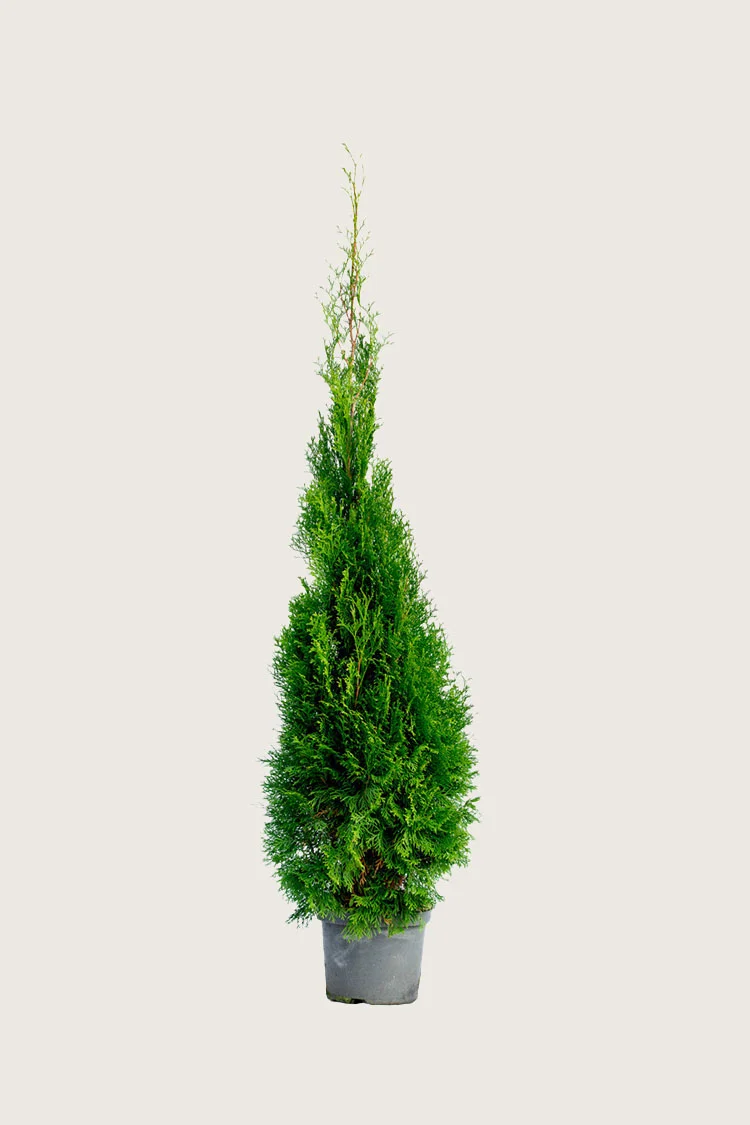 Timanttituija 100cm Tuuhea | Plantinavia