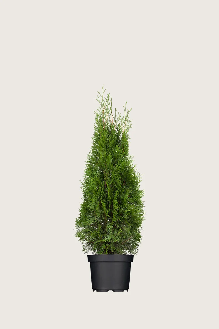 Timanttituija 60cm Tuuhea | Plantinavia