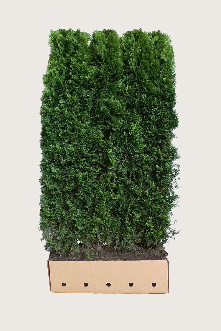 Timanttituija 200cm Hyvin tuuhea | Plantinavia