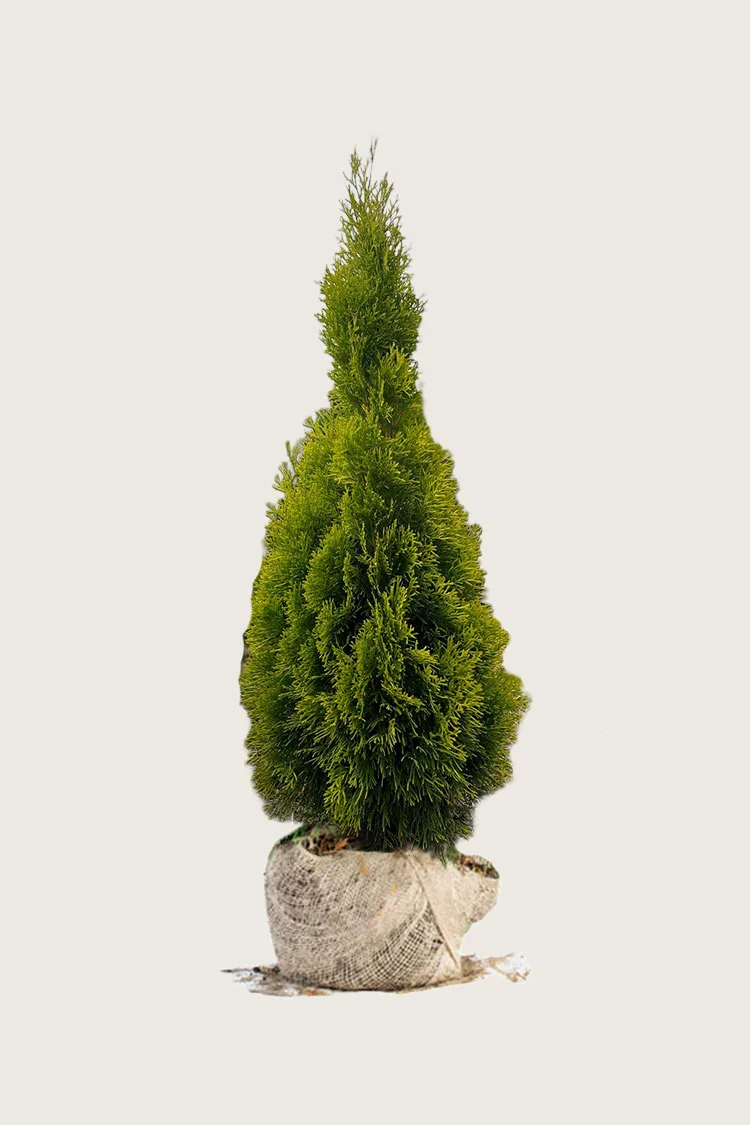 Tuija King of Brabant 125cm Hyvin tuuhea | Plantinavia