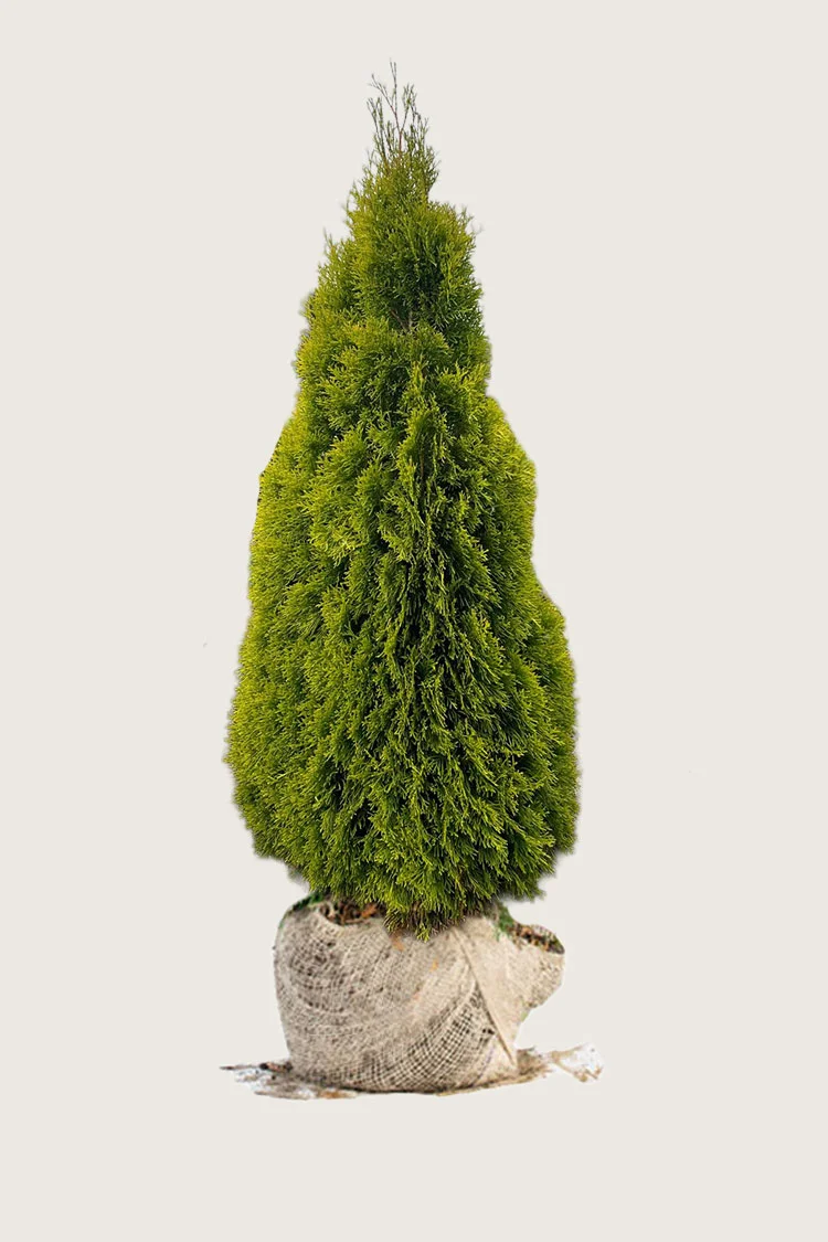 Tuija King of Brabant 250cm Hyvin tuuhea | Plantinavia