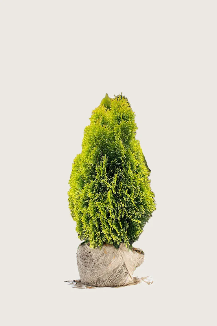 Tuija King of Brabant 60cm Hyvin tuuhea | Plantinavia