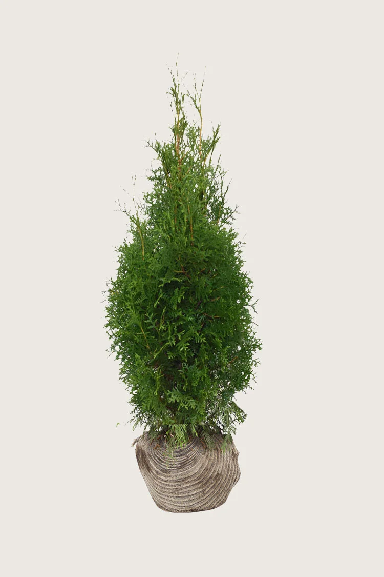 Tuija King of Brabant 100cm Tuuhea | Plantinavia