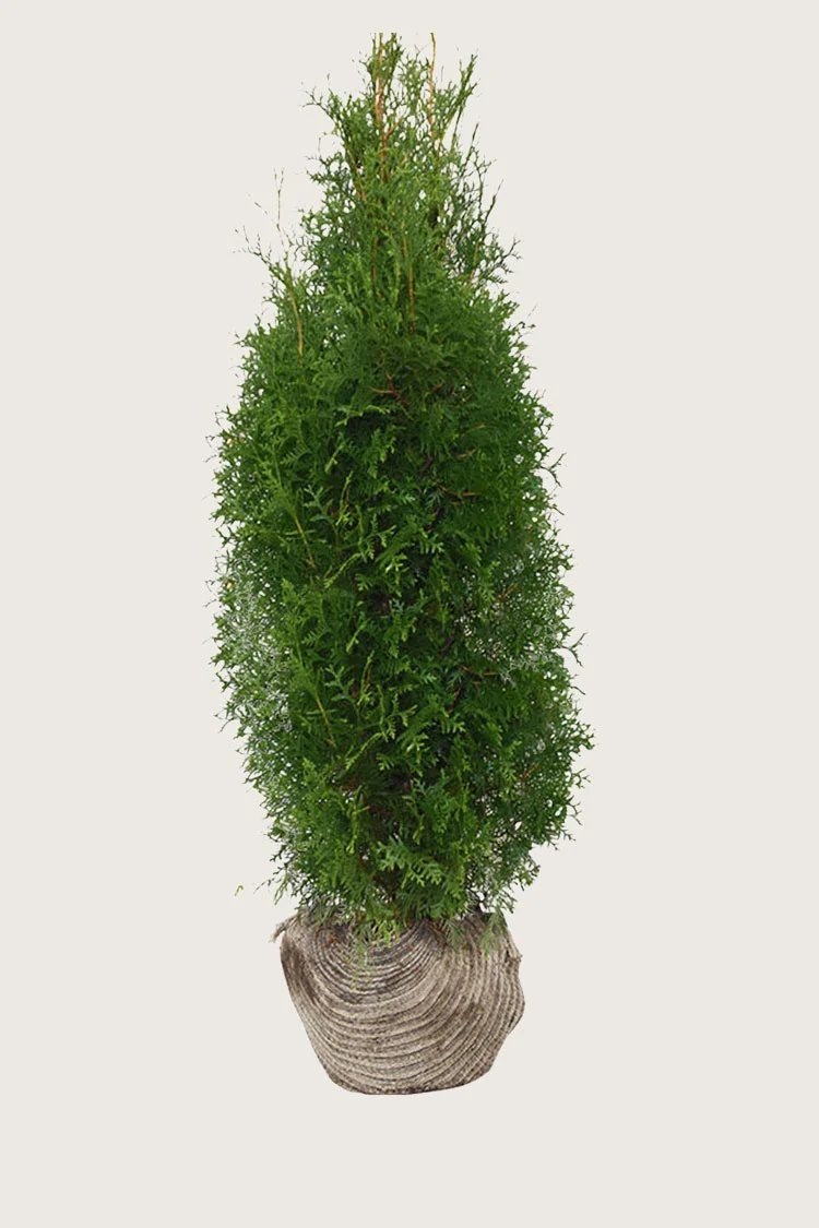 Tuija King of Brabant 250cm Tuuhea | Plantinavia