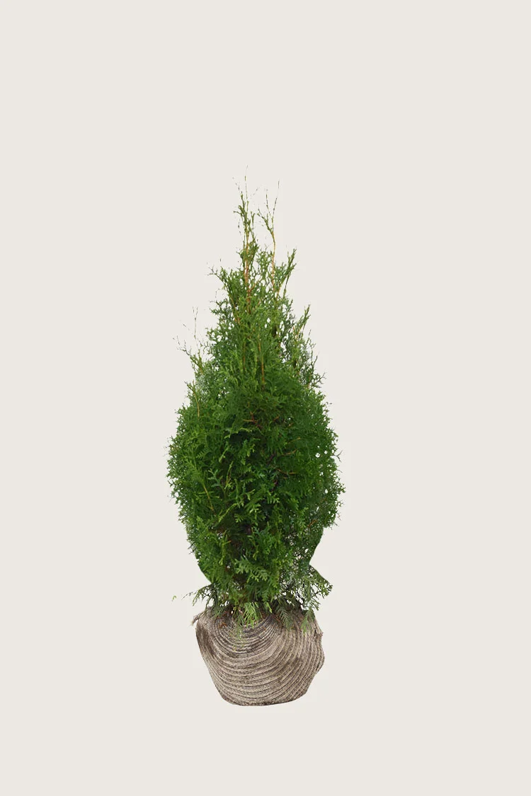 Tuija King of Brabant 60cm Tuuhea | Plantinavia