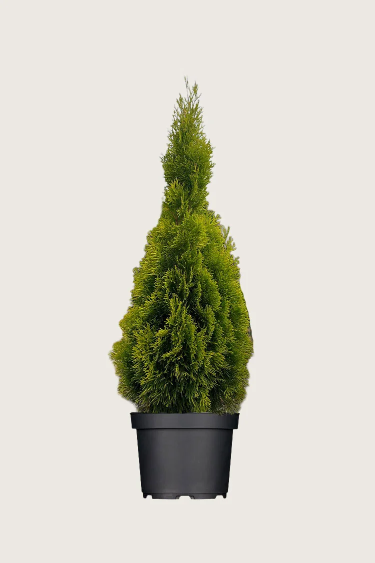 Tuija King of Brabant 150cm Hyvin tuuhea | Plantinavia