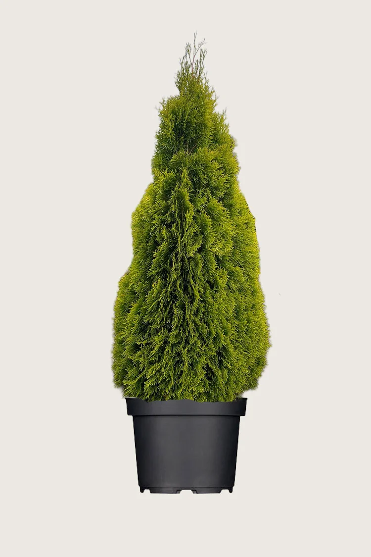 Tuija King of Brabant 225cm Hyvin tuuhea | Plantinavia