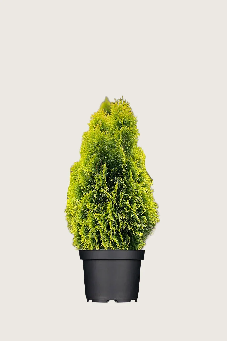 Tuija King of Brabant 60cm Hyvin tuuhea | Plantinavia