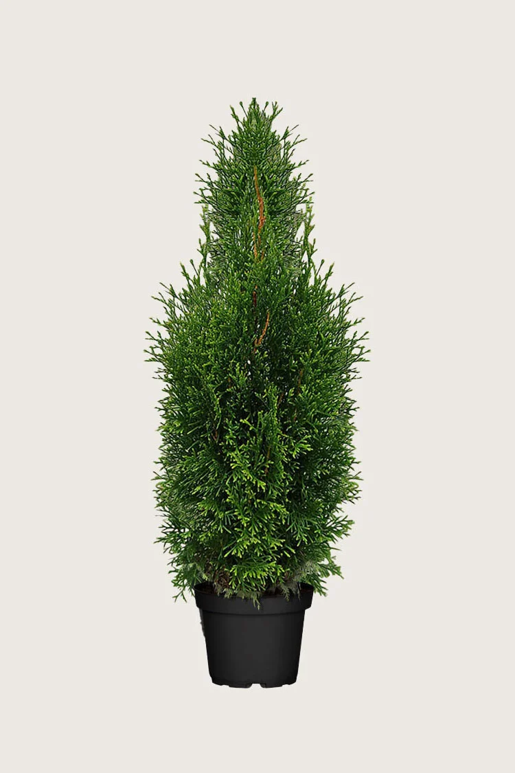 Tuija King of Brabant 175cm Tuuhea | Plantinavia