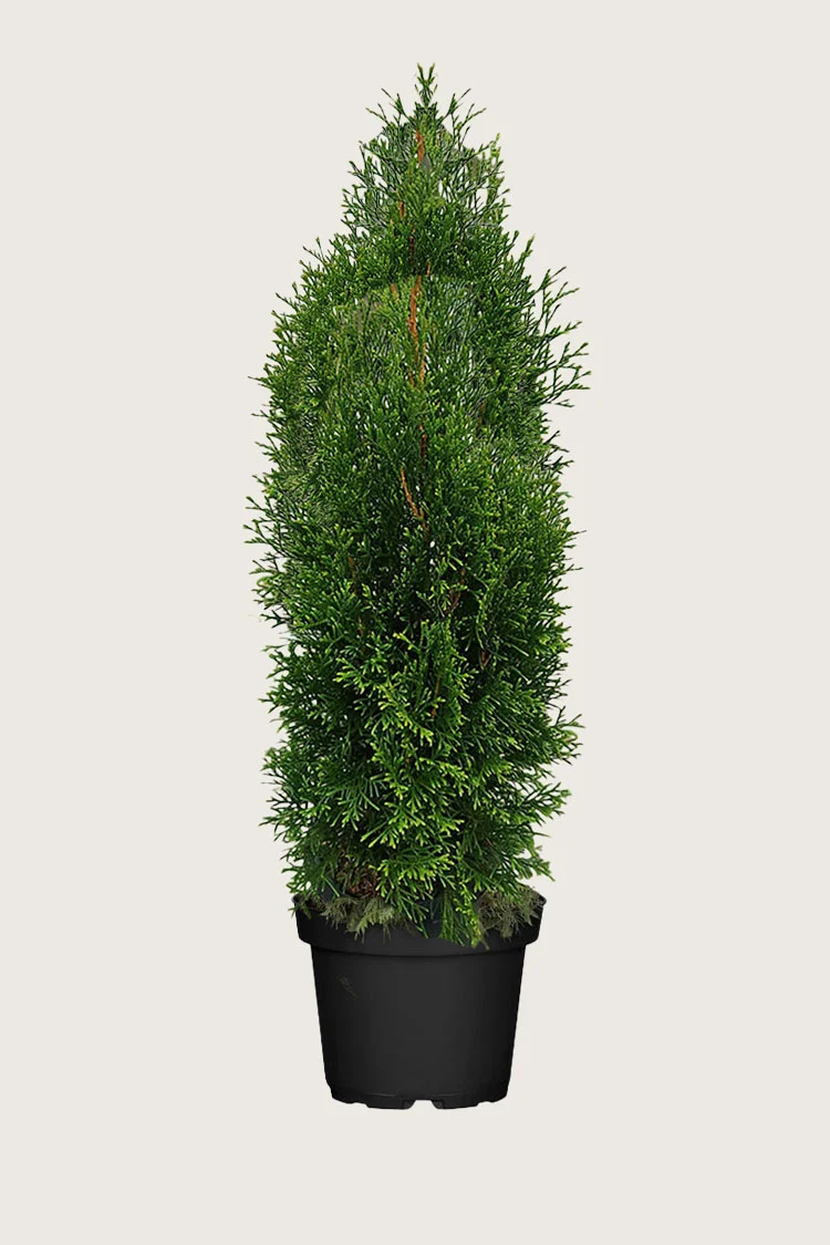 Tuija King of Brabant 250cm Tuuhea | Plantinavia