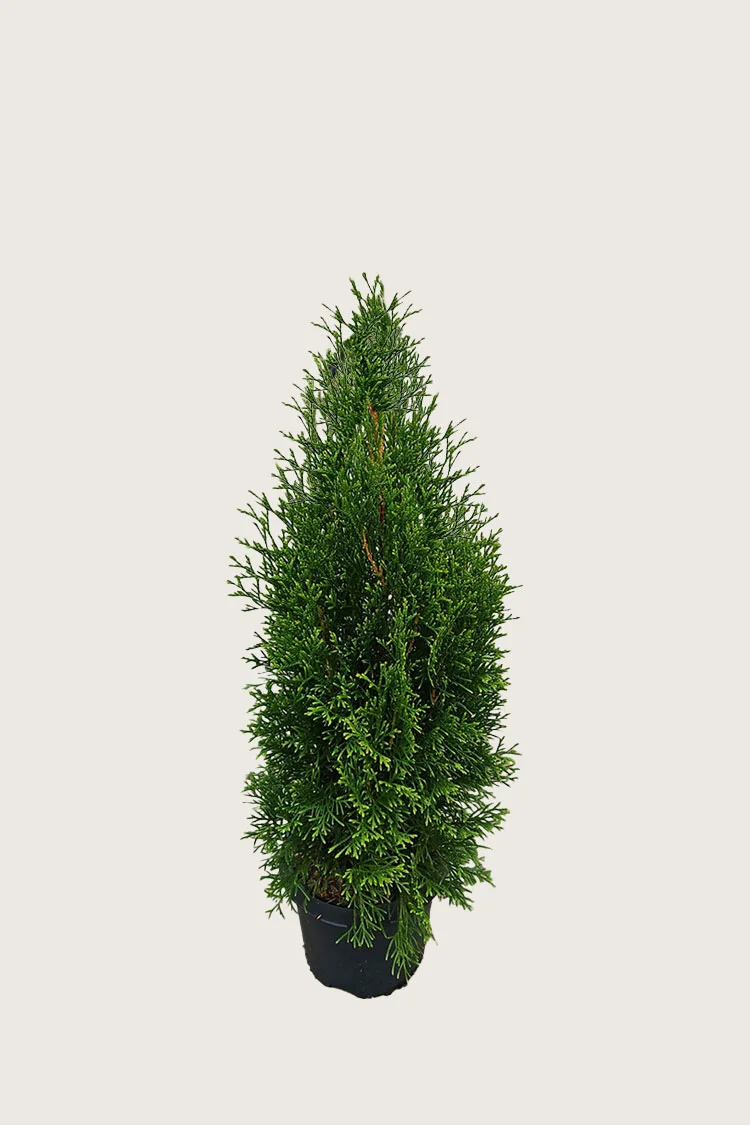 Tuija King of Brabant 60cm Tuuhea | Plantinavia