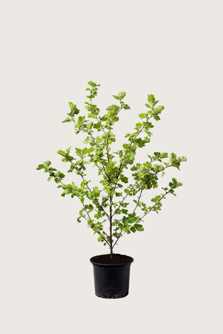 Tylppäliuskaorapihlaja 60cm Hyvin tuuhea | Plantinavia