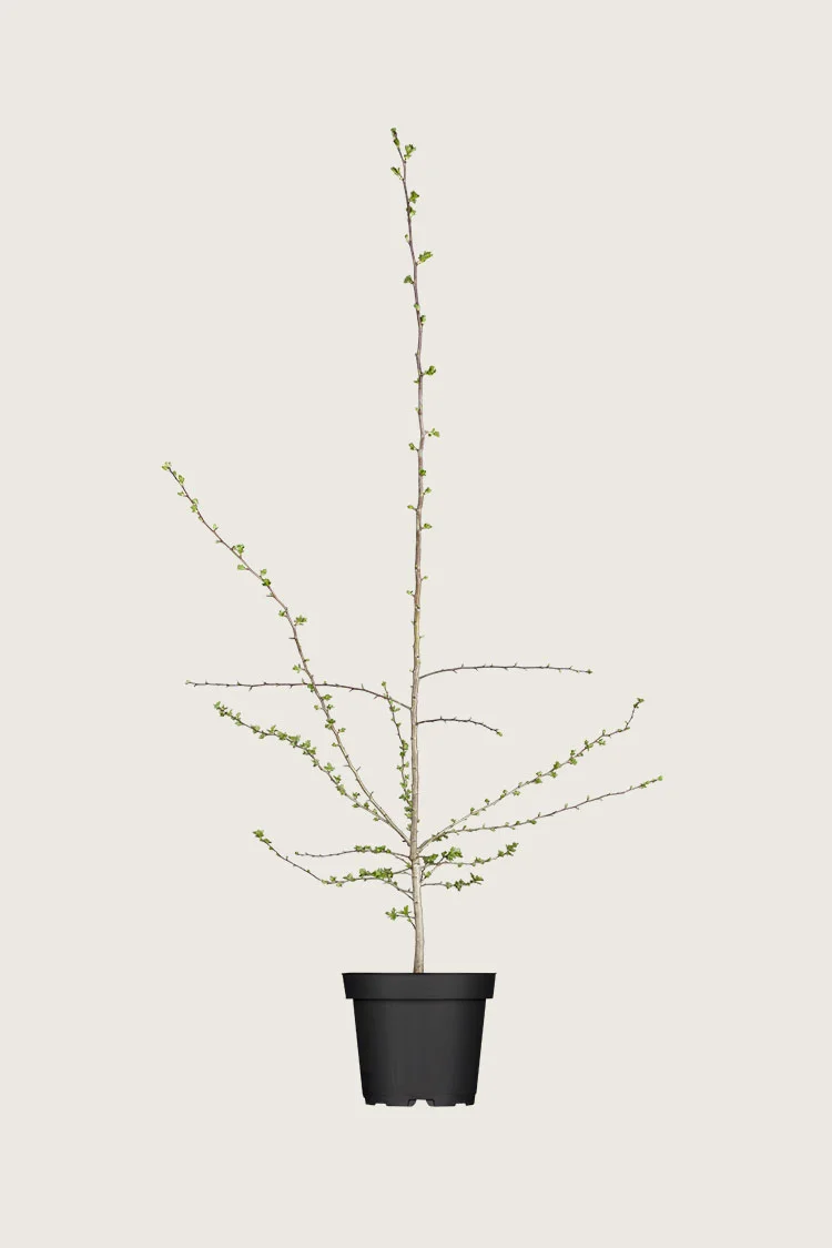 Tylppäliuskaorapihlaja 80cm Tuuhea | Plantinavia