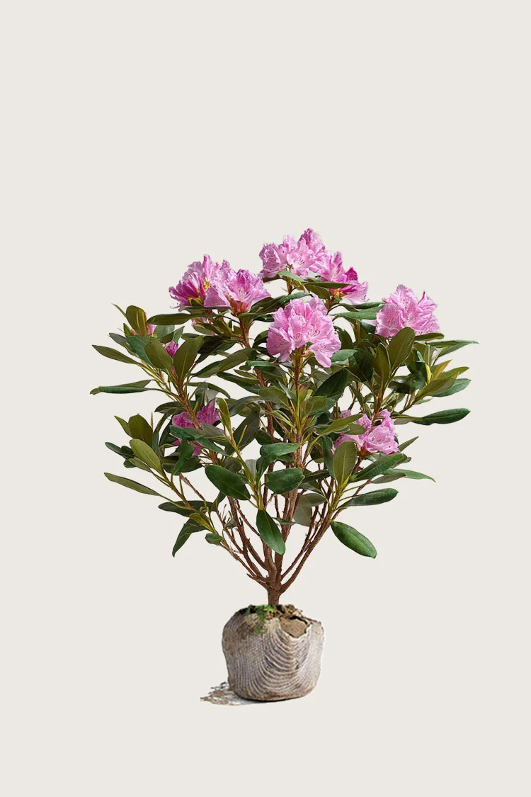 Vaaleanpunainen alppiruusu 60cm Hyvin tuuhea | Plantinavia